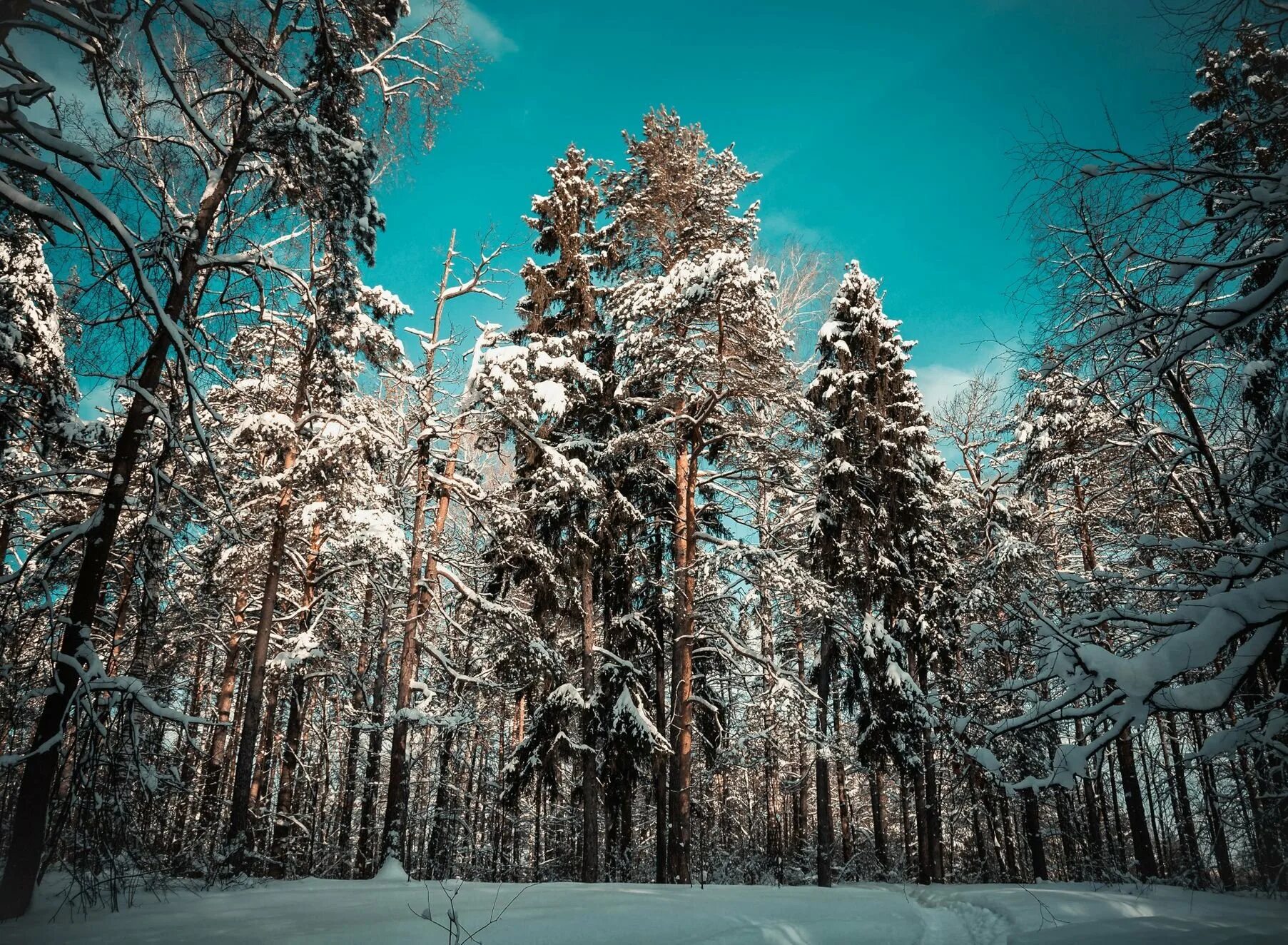 Зимний лес зимой. Зимний лес. Зимой в лесу. Сосновый лес зимой. Зимний хвойный лес.