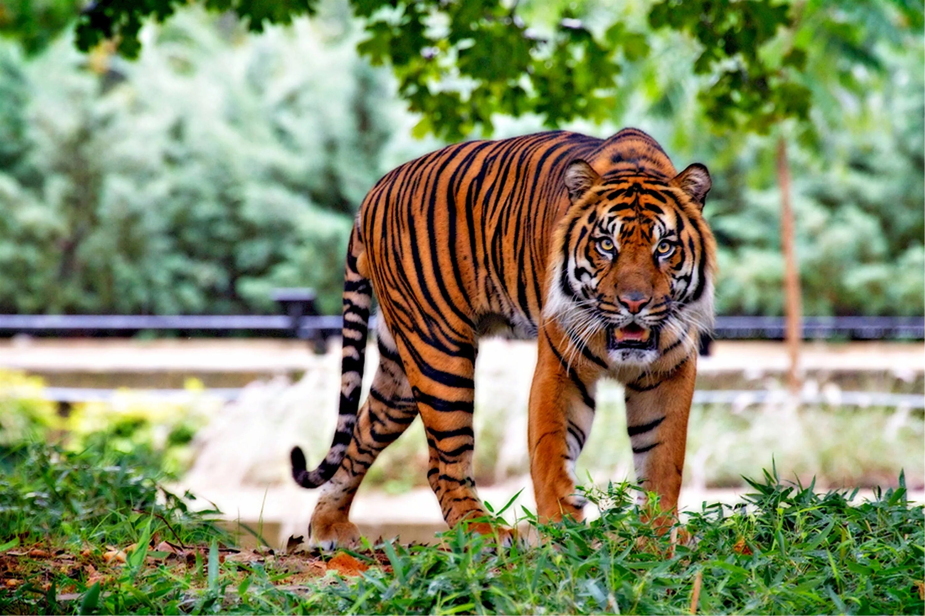 Тайгер тигр. Суматранский тигр против ягуара. Суматранский тигр в зоопарке. Суматранский тигр.