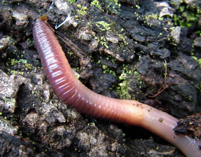 Червь Земляной (Lumbricus terrestris). Lumbricus terrestris обыкновенный дождевой червь. Малощетинковые кольчатые черви. Дождевой червь беспозвоночные животные