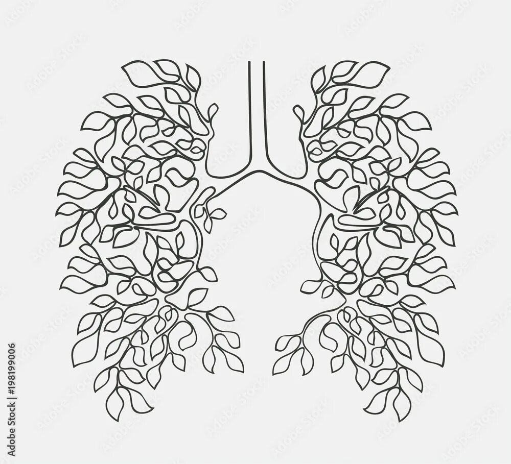 Схема отделов бронхиального дерева. Бронхиальное дерево легких анатомия. Анатомия легочных артерий кт. Бронхиальное дерево деление бронхов. Рисунки легких и ветвей.