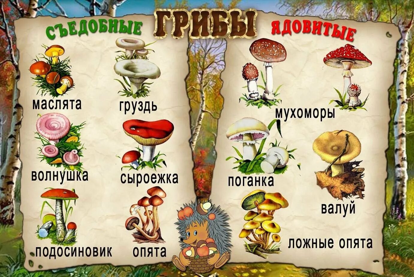 Съедобные и несъедобные грибы рисунок. Карточки грибы съедобные и несъедобные. несъедобные шляпочные грибы. несъедобные грибы карточки. грибы съедобные несъедобные и ядовитые.