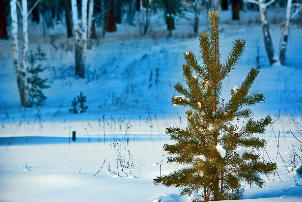 елочка в снегу. зимняя ель. зимняя елка. елка зимой. елка в лесу.