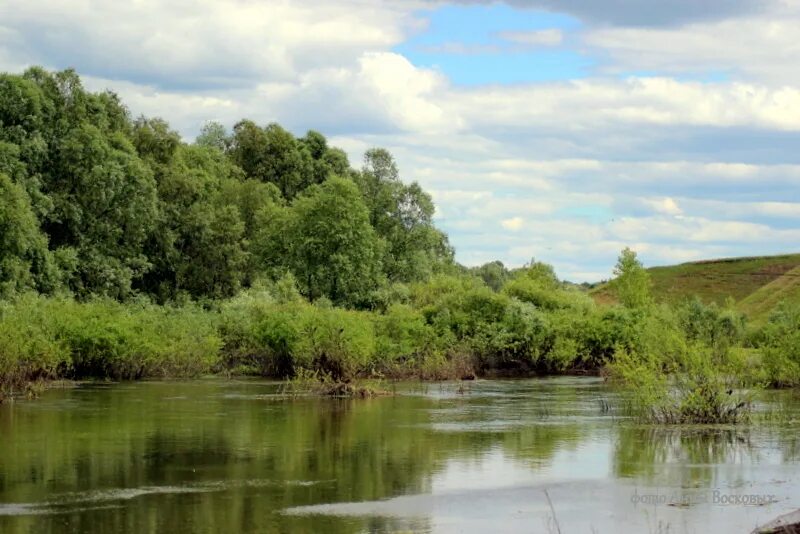 По берегу рек жались друг другу. Река Ракита Белгородская область Ракитное. Куст Ракиты. Река Ракита Ракитянского района Белгородской области. Ракиты Краснинский район.