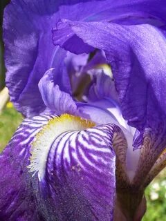 Rams iris