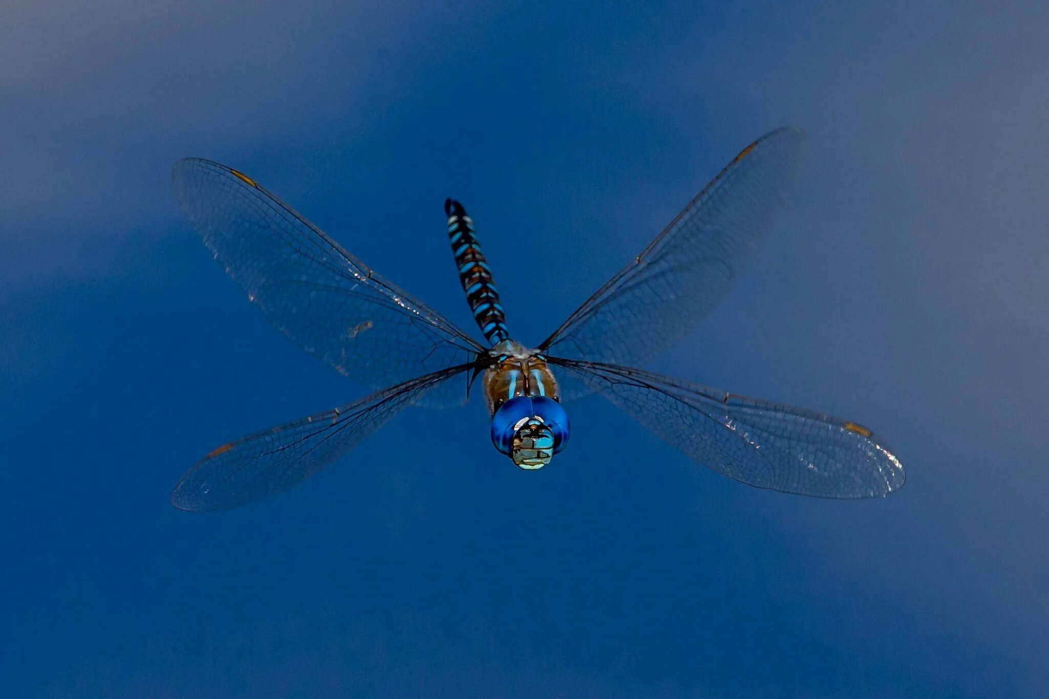 Ловит летающих насекомых. Стрекоза Дарнера. Стрекоза насекомое. Красивые Стрекозы. Полет Стрекозы.