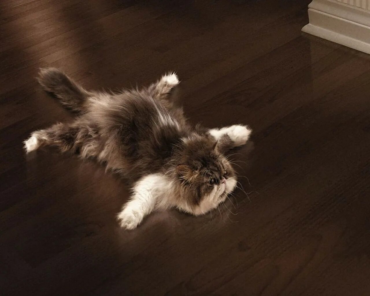 Кот распластался. Кот валяется на полу. Кот на ламинате. Кот лежит на полу. Пол лапки