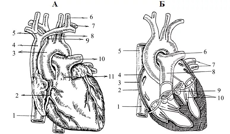 На рисунке изображено строение сердца