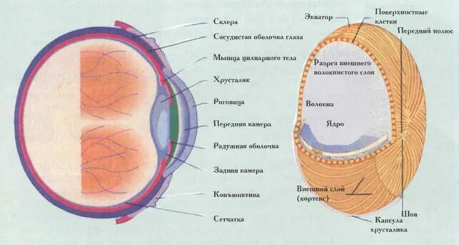 Задний полюс глаза. Экватор глаза. Полюса глазного яблока. Передний и задний полюс глаза. Передний и задний полюс глазного яблока.