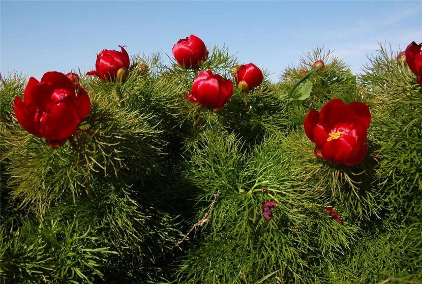 пион тонколистный махровый. марьин корень красный. дикий пион марьин корень. пион уклоняющийся paeónia anómala. пион уклоняющийся paeonia anomala l.