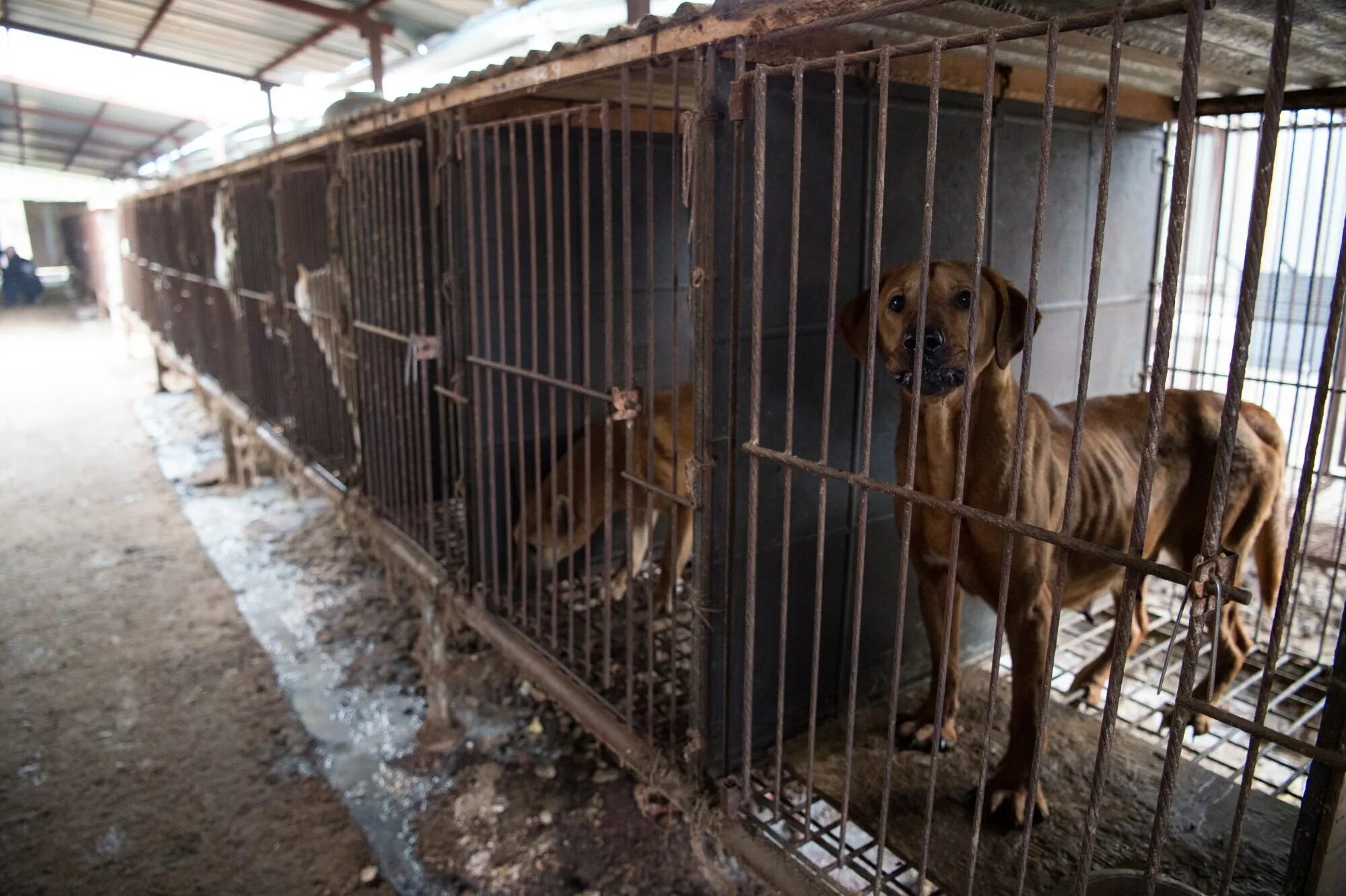 Каких собак разводить. Щенки у разведенцев. щенячья фабрика. dog farm. южная корея выращивание собак от туберкулеза.