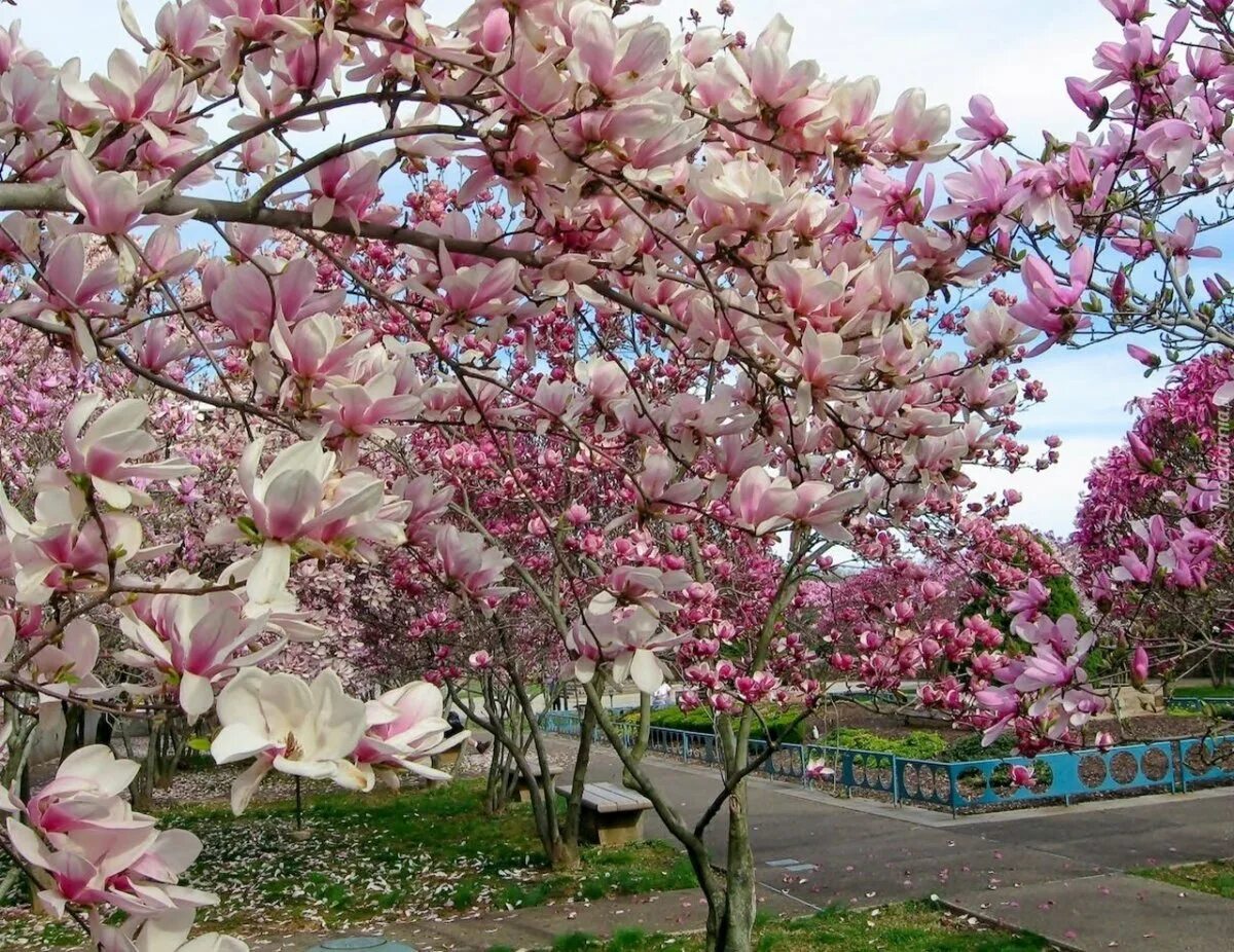Какие деревья цветут в апреле. Магнолия тюльпановое дерево. Магнолия Суланжа Сочи. Тюльпановидная Суланжа Магнолия.
