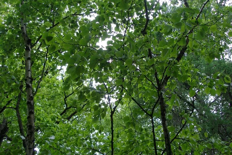 Береза даурская (betula dahurica). Березка приморская. Береза шмидта betula schmidtii. Березка приморская. Березка приморская.