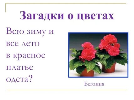 Загадки про комнатные растения для детей