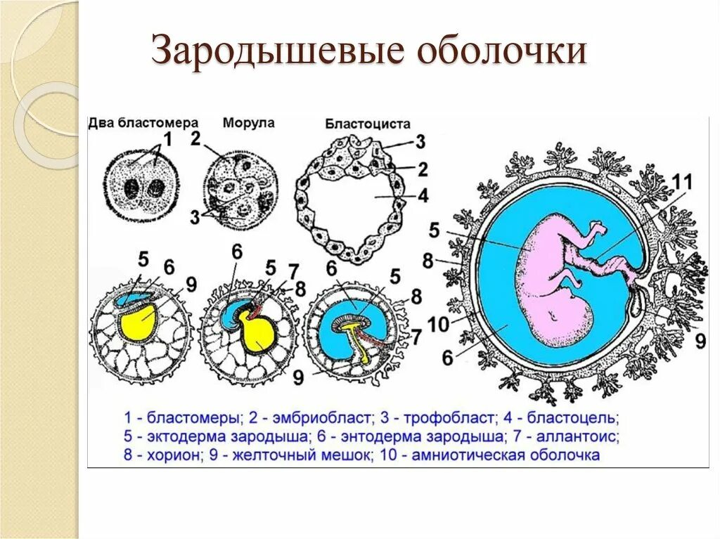 Зародышевые оболочки амнион и хорион. Бластоциста эмбриобласт. Схема ранних стадий развития зародыша. Морула трофобласт. Значение эмбрионального этапа