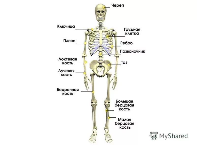 Кости человека 4 класс окружающий мир