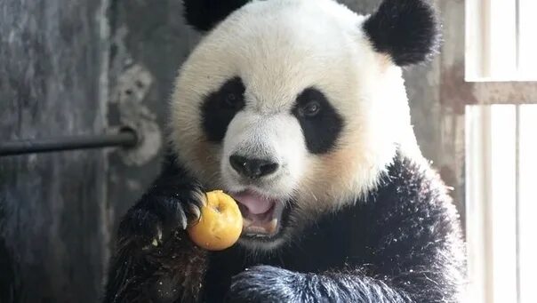 Панды едят мясо. Панда жует. Мандариновая Панда. Панда ест фрукты. Панда ест апельсин.