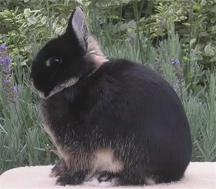 Черный кролик на английском. Карликовый черно подпалый кролик. Карликовый кролик черный. Кролики породы карликовая бабочка. Карликовый кролик и овчарка смесь.