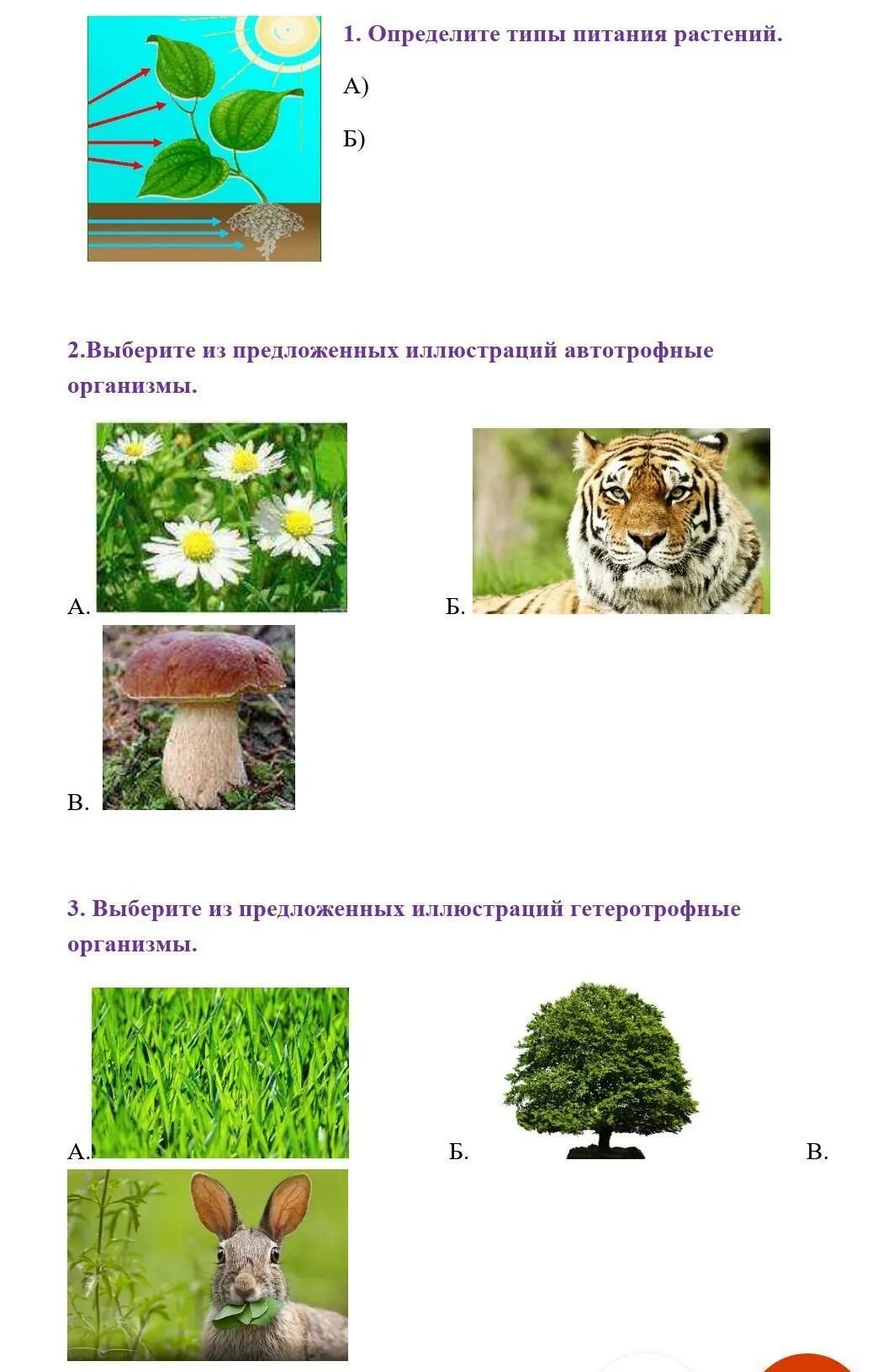 Автотрофный тип питания ответ. Автотрофный тип питания. определите автотрофный тип питания. рисунок автотрофный тип питания. тип питания растений и животных.