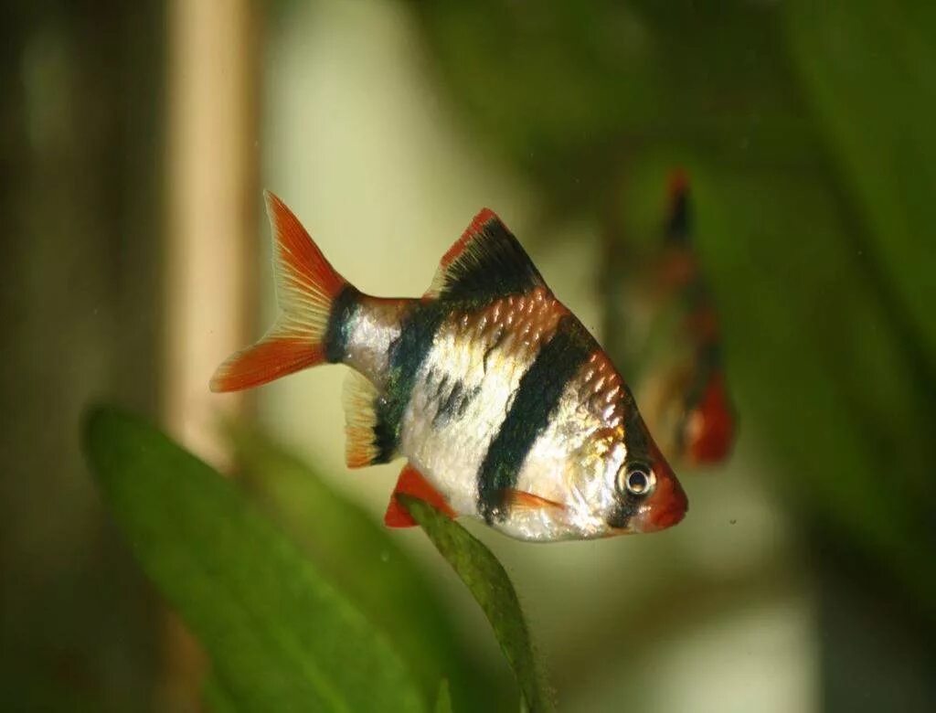 Барбус фото рыбки. Барбус суматранский красный. Суматранский Барбус аквариумная рыбка. Рыба Барбус суматранский. Рыбка Барбус суматранский.