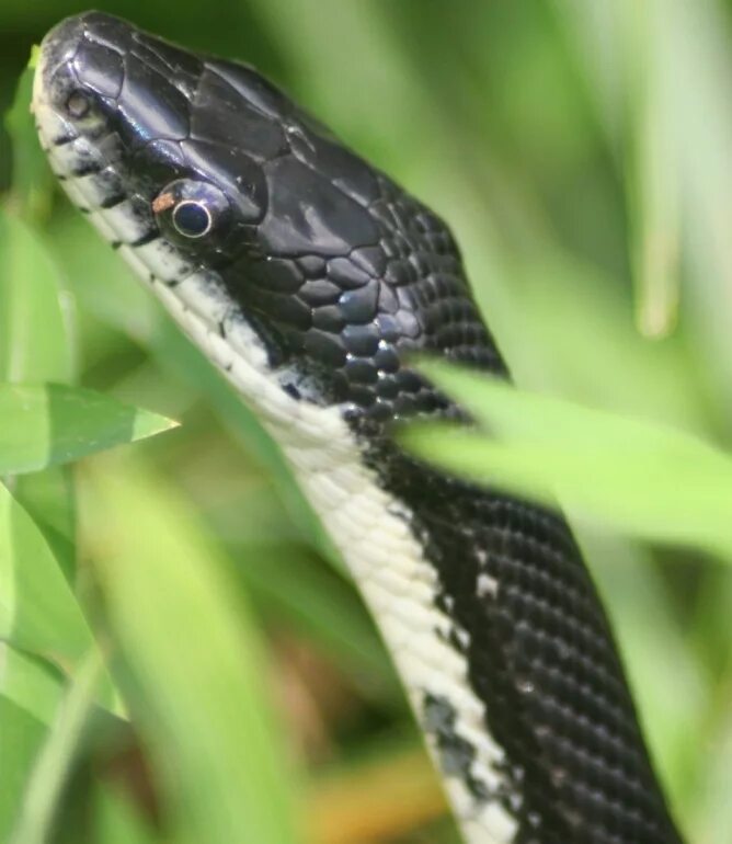 Змея грей. Черная змея. Бело черная змея. Змея с черной головой. Черная змея с белой головой.