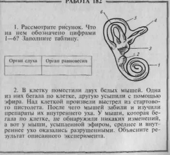 Проверка вестибулярного аппарата