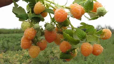 Сорт золотые купола