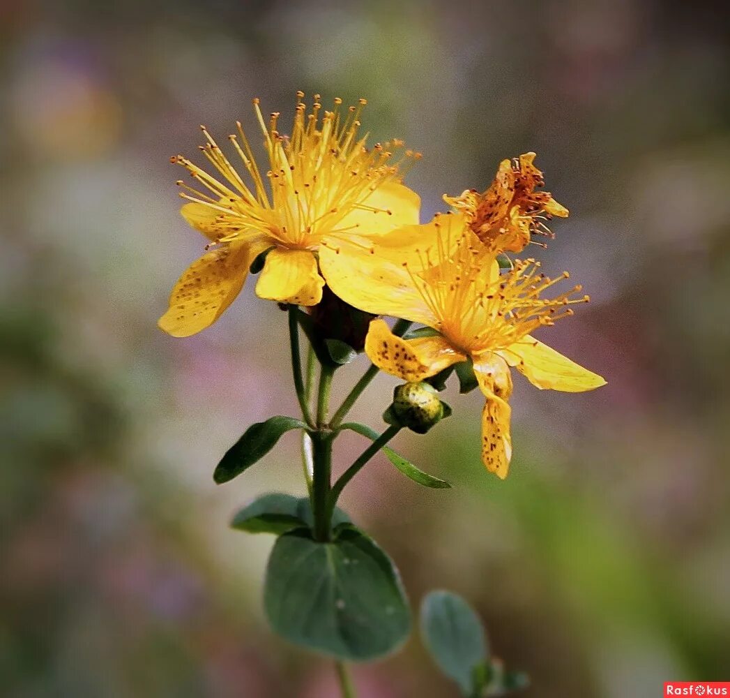 Зверобой продырявленный оптимист. Зверобойпродырявленый. Зверобой полностью на русском. Зверобой трава. Зверобой полностью на русском.