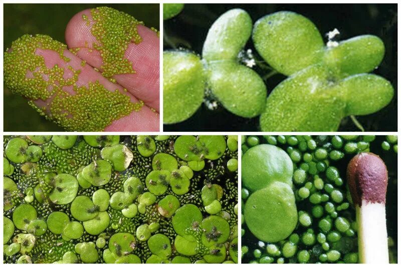 Вольфия шаровидная. Ряска вольфия бескорневая. Вольфия бескорешковая. Вольфия шаровидная. Самая маленькая трава.