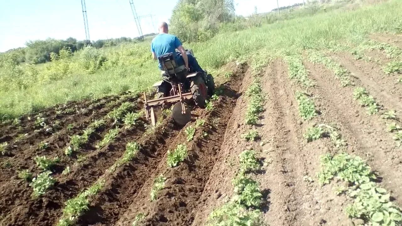 Окучивание картошки мотоблоком. Окучивание картофеля мотокультиватором 900м. Окучивать картошку мотоблоком.