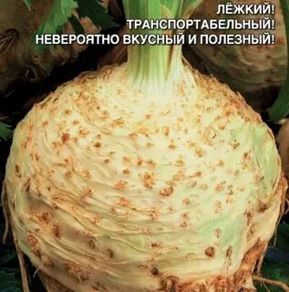 Семена корневой