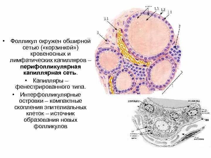 Интерфолликулярные островки щитовидная железа. Интерфолликулярные островки гистология. Лимфатические фолликулы. Лимфатический фолликул препарат. Фолликул тироцита