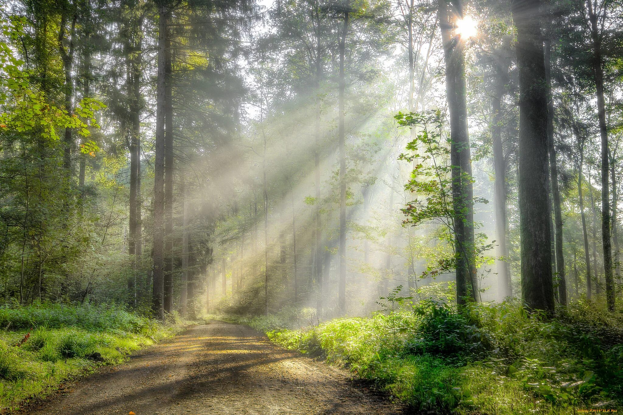 Солнечным светом залитый край. Природа лес. Лучи солнца. Лучи солнца в лесу. "Солнце в лесу".