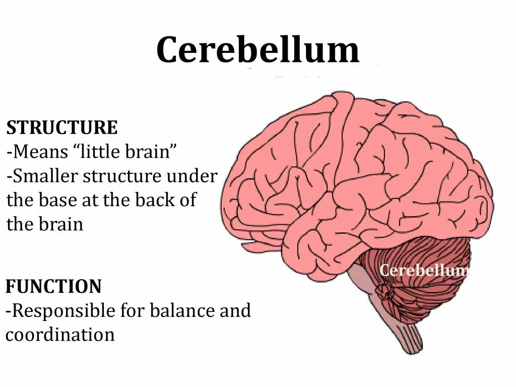 Brain less