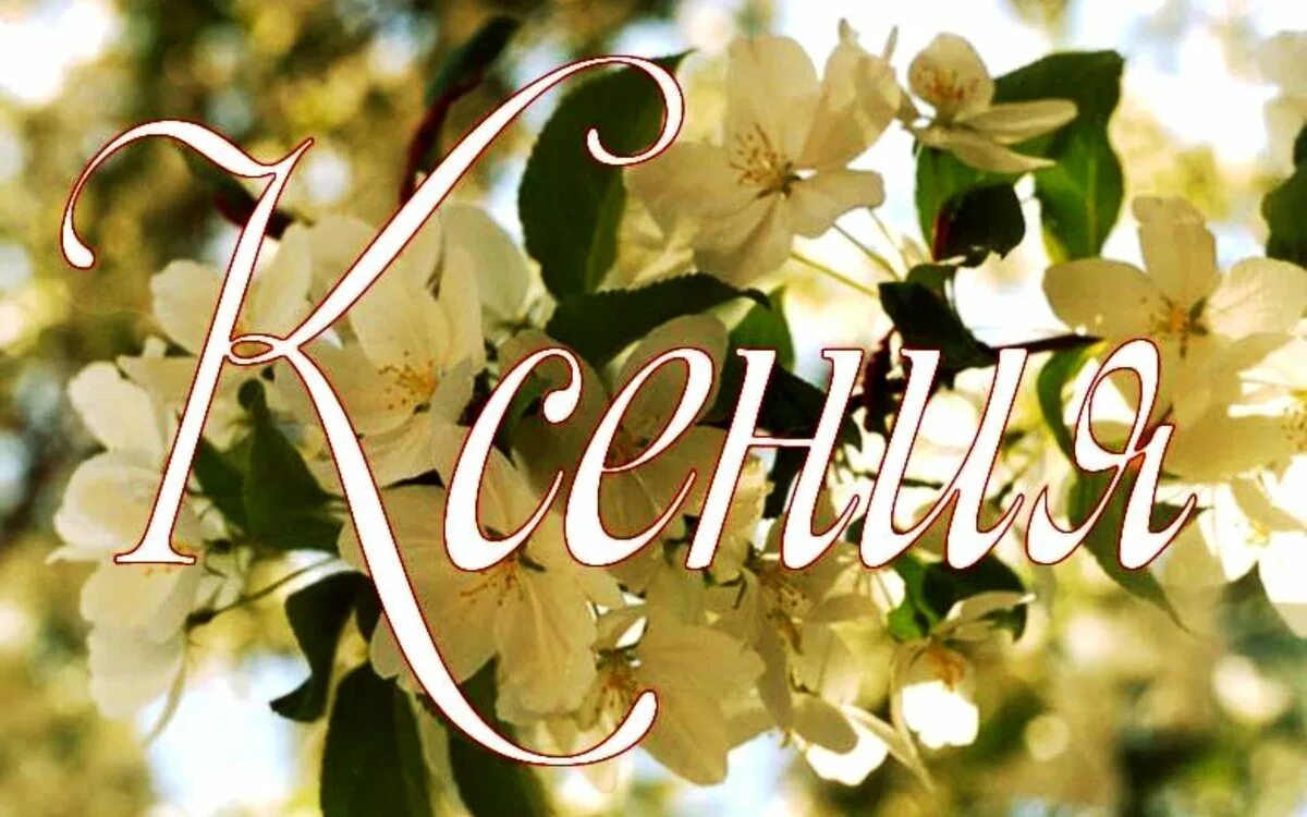 Открытки с именами. Имя на фоне цветов. Цветы для Ксении. С днём рождения Ксения.
