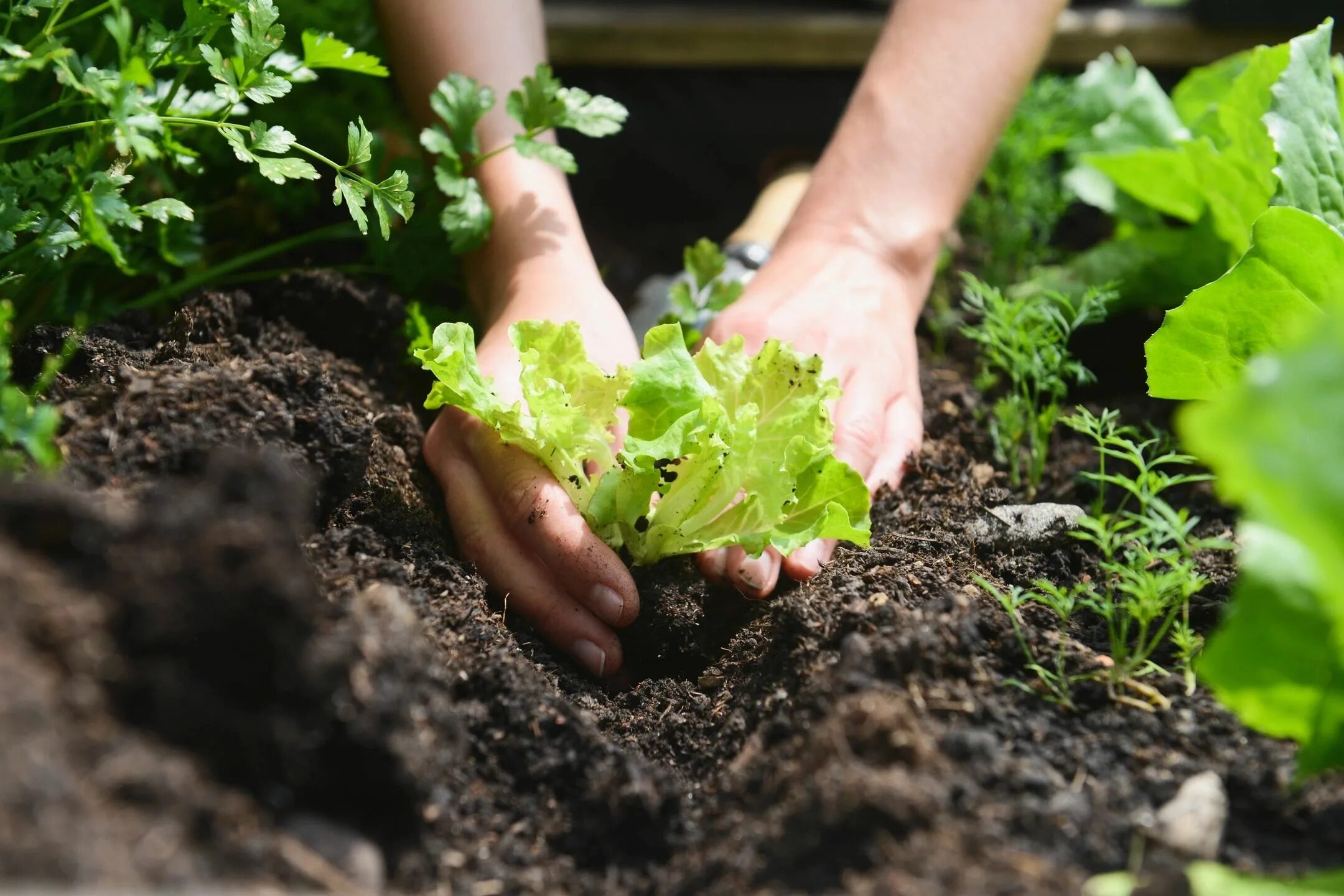 Высадка овощей. Высаживание растений. Сажание растений. Сажать овощи. Высадки растений.