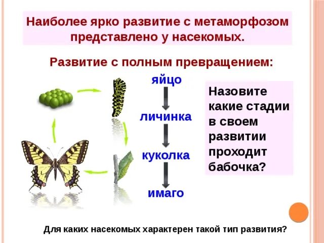 Развитие метаморфоза характерно для. Непрямое развитие с полным метаморфозом у бабочки. Непрямое развитие с неполным метаморфозом. Фазы развития насекомых с полным и неполным превращением. Развитие насекомых с полным превращением стадии развития.