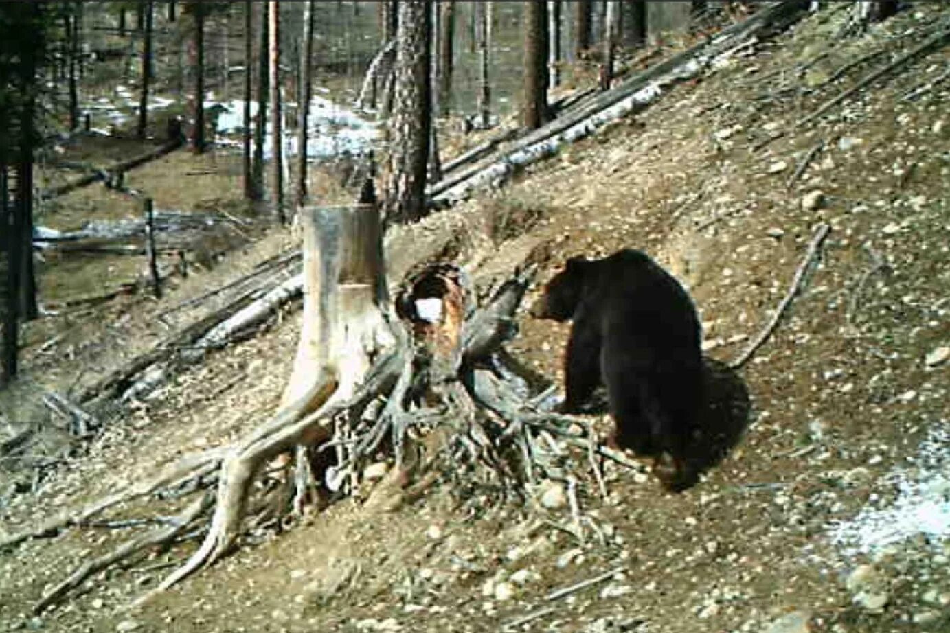 Медведь попавший. Медведь попавший. Животные на территории заповедника. Медведь попавший. В кухню пробрался медведь шок.