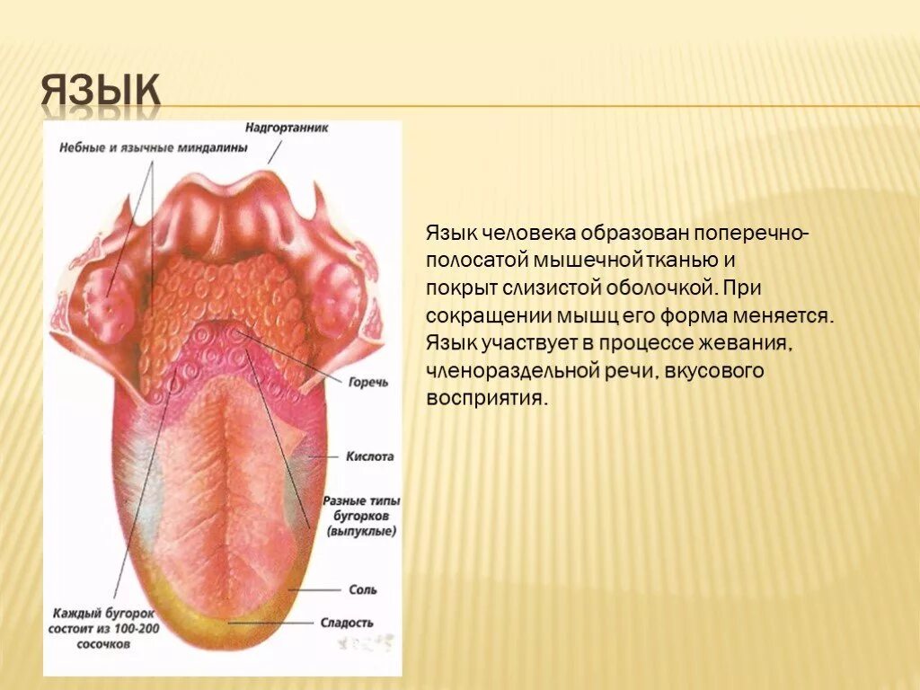 Части языка человека. Структура человеческого языка. Строение языка и корень языка.