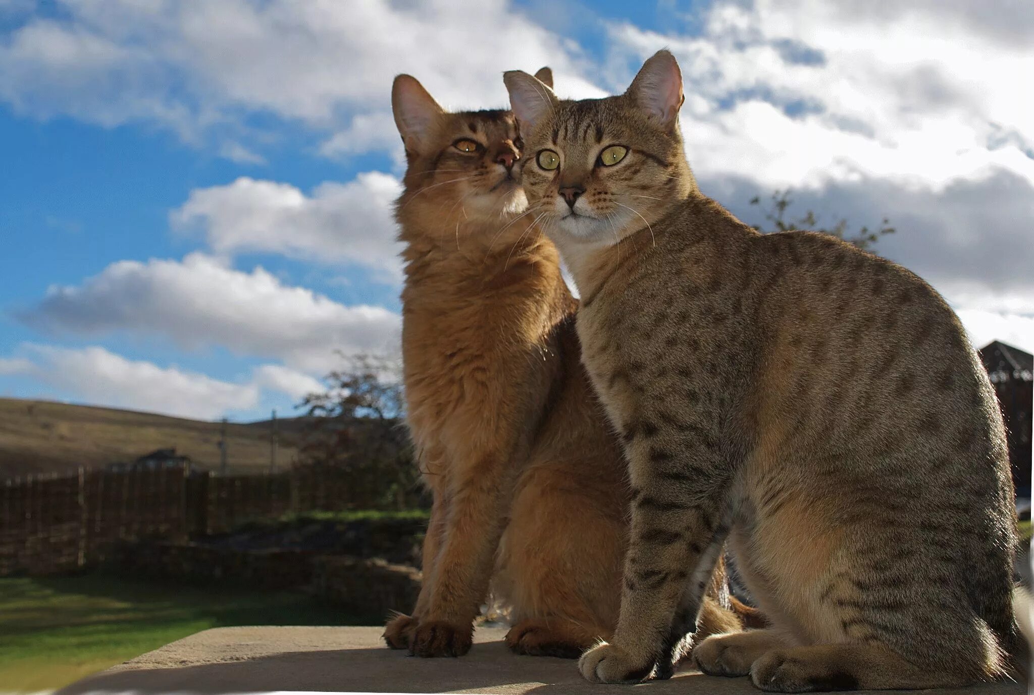 Фото кошек мау. Египетская МАУ кошка. Египетская МАУ котята. Египетская МАУ В Египте. Порода кошек Мао.