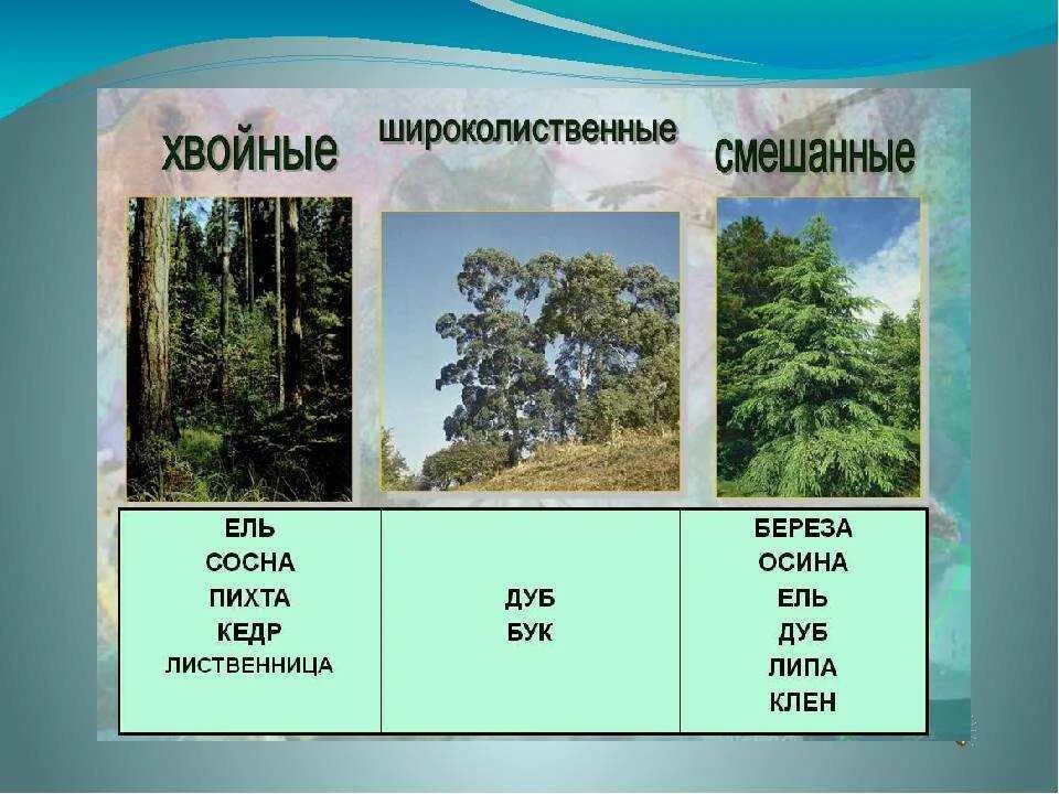 Где растет береза в какой природной зоне. Хвойные и лиственные породы деревьев. Хвойные лиственные и смешанные леса. Виды деревьев смешанных лесов. Хвойные лиственные смешанные широколиственные.