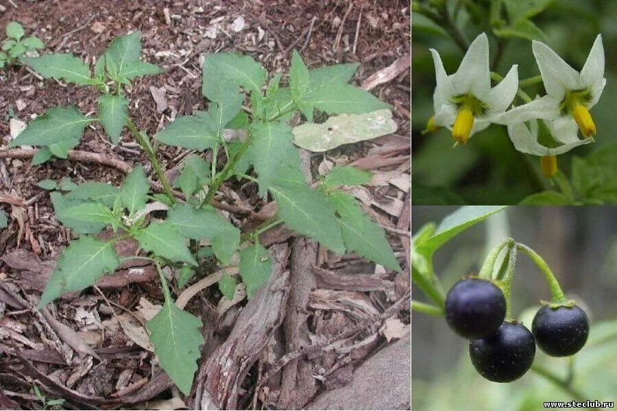 Паслён чёрный. Паслён чёрный съедобный. Паслен черный (Solanum nigrum). Паслен ядовитый. Известно что картофель или паслен