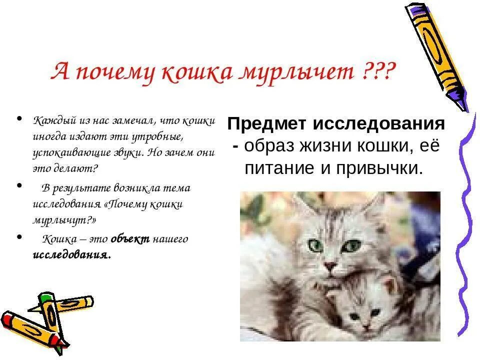 Кошка мурчит без причины. Почему кошки мурлыкают. попочему кошка мурлыкает. почему котики мурлыкают. почему кошки мурлыкают что это означает.