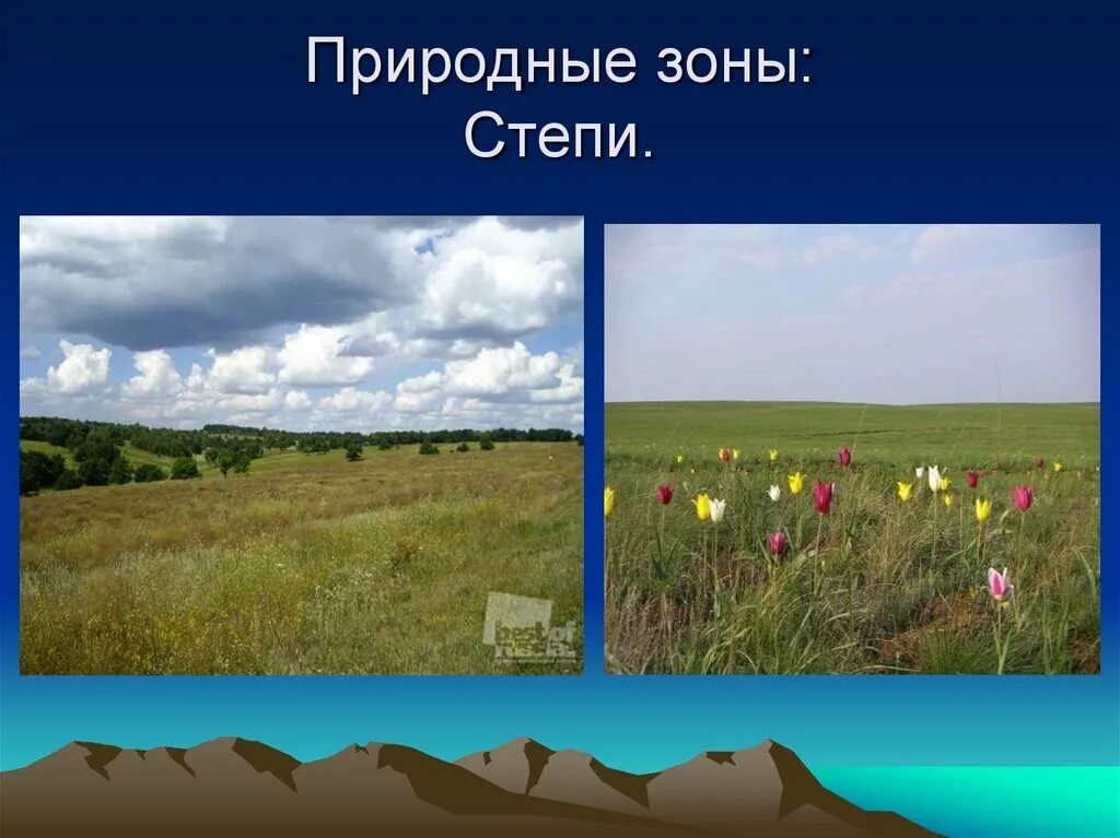 Природная зона степь 6 класс. Природные зоны. Природные степи. Природные условия степи. Степь природная зона растения.