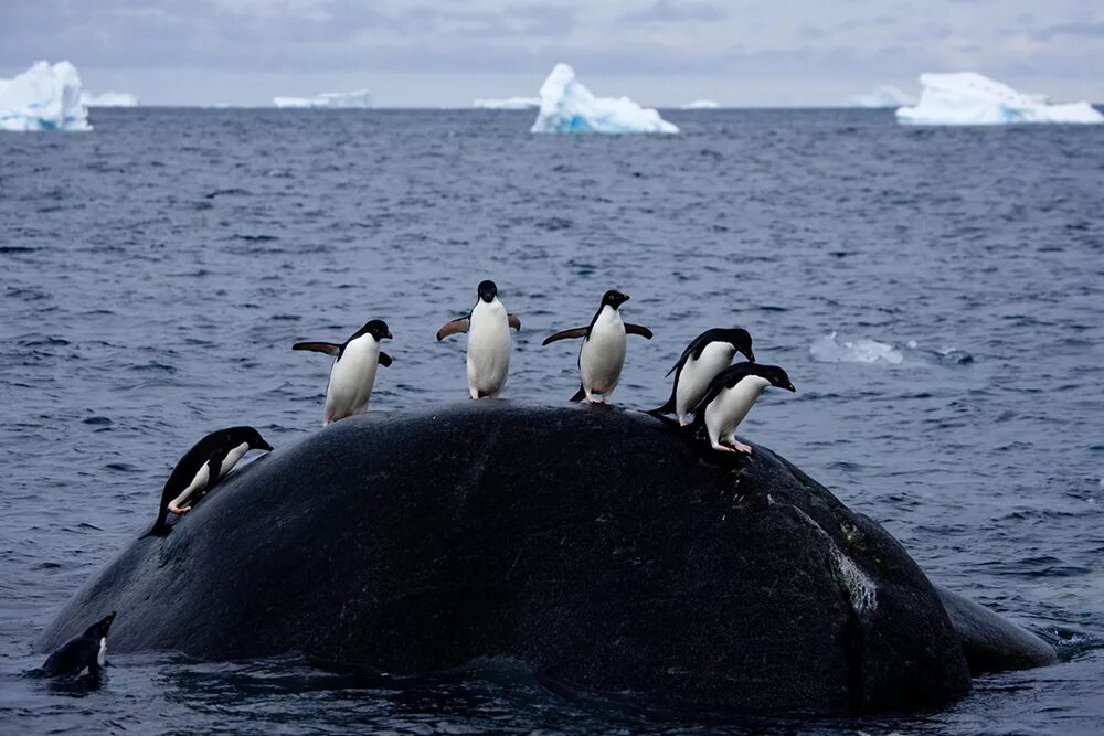 олуша антарктида. ластоногие антарктиды. пингвины в антарктиде. арктика антарктика антарктида животные. антарктика животные и растения.