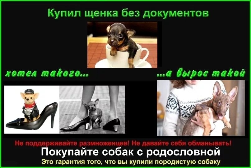 Стаффордширского терьера 10 месяцев. В магнитке продают щенков. Собака без документов. Собака без документов. Авито ру собаки.