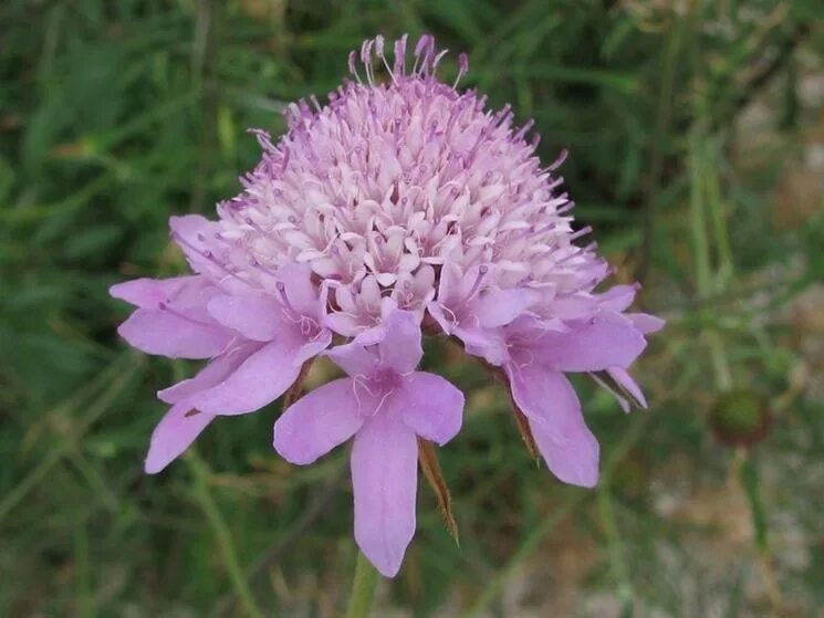 Scabiosa Atropurpurea. Скабиоза Лавандовая леди. Цветок вдовушка. Скабиоза фото цветов. Цветок вдовы