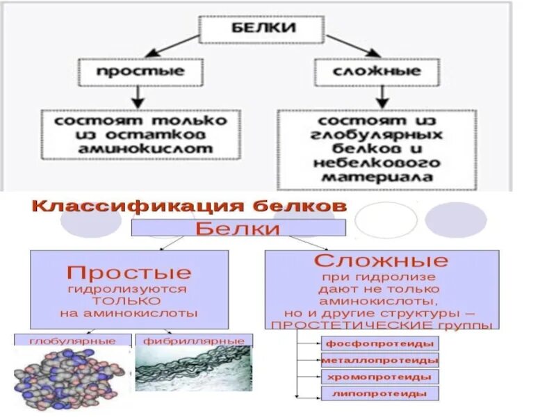 Сложные белки: классификация, строение. Классификация белков таблица. Строение сложных белков. Классификация белков по химическому строению. Основные группы белков