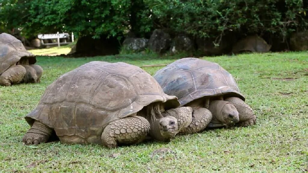 Черепаха приходит первой. Черепаха Megalochelys. Сейшельская гигантская черепаха. Маврикий черепахи гигантские. Черепахи на Сейшельских островах.