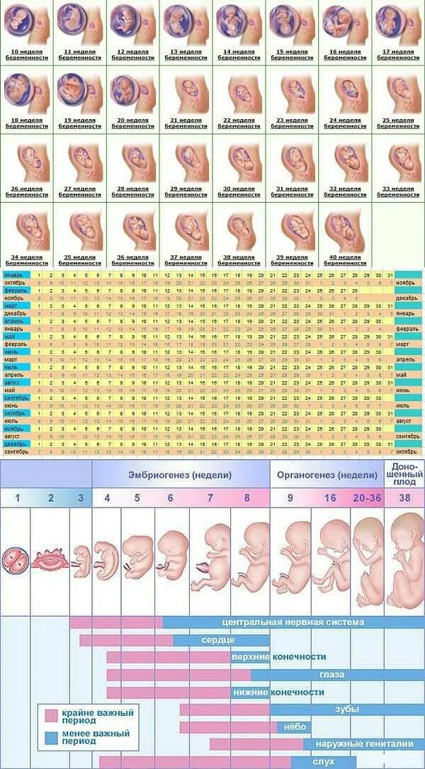 Таблица беременности и развитие ребенка. Календарь беременности по неделям плод. Период развития эмбриона и плода по неделям. Формирование плода по месяцам беременности таблица. Какие недели у беременных есть