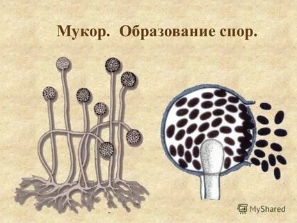 На рисунке изображен мукор
